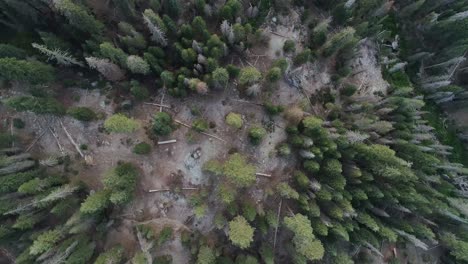 Decreasing Altitude Bird&#039;s-Eye View of Treetops in Sequoia at Sunset