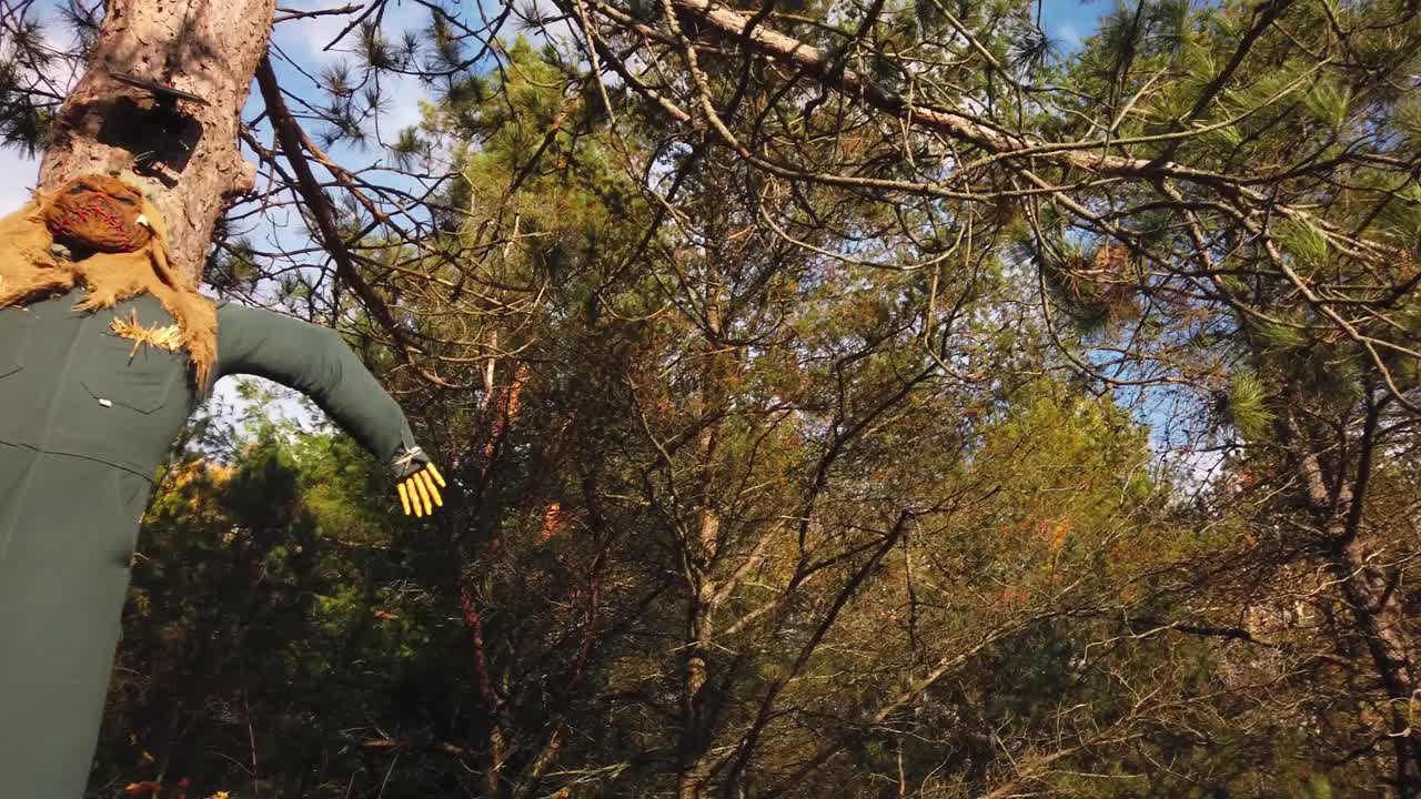 lenta panorámica de la copa de un árbol a un espantapájaros de halloween clavado en un árbol en un bosque