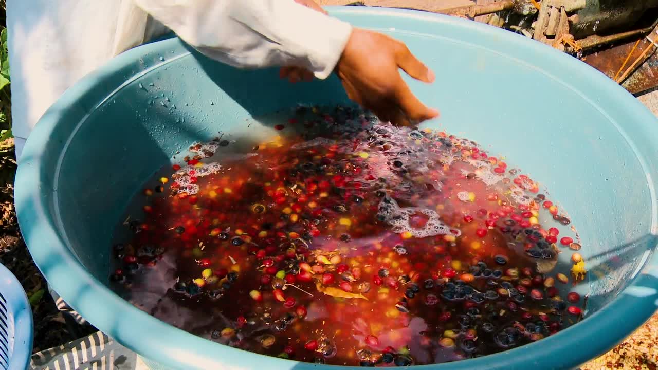 Lavaggio delle drupe di caffè