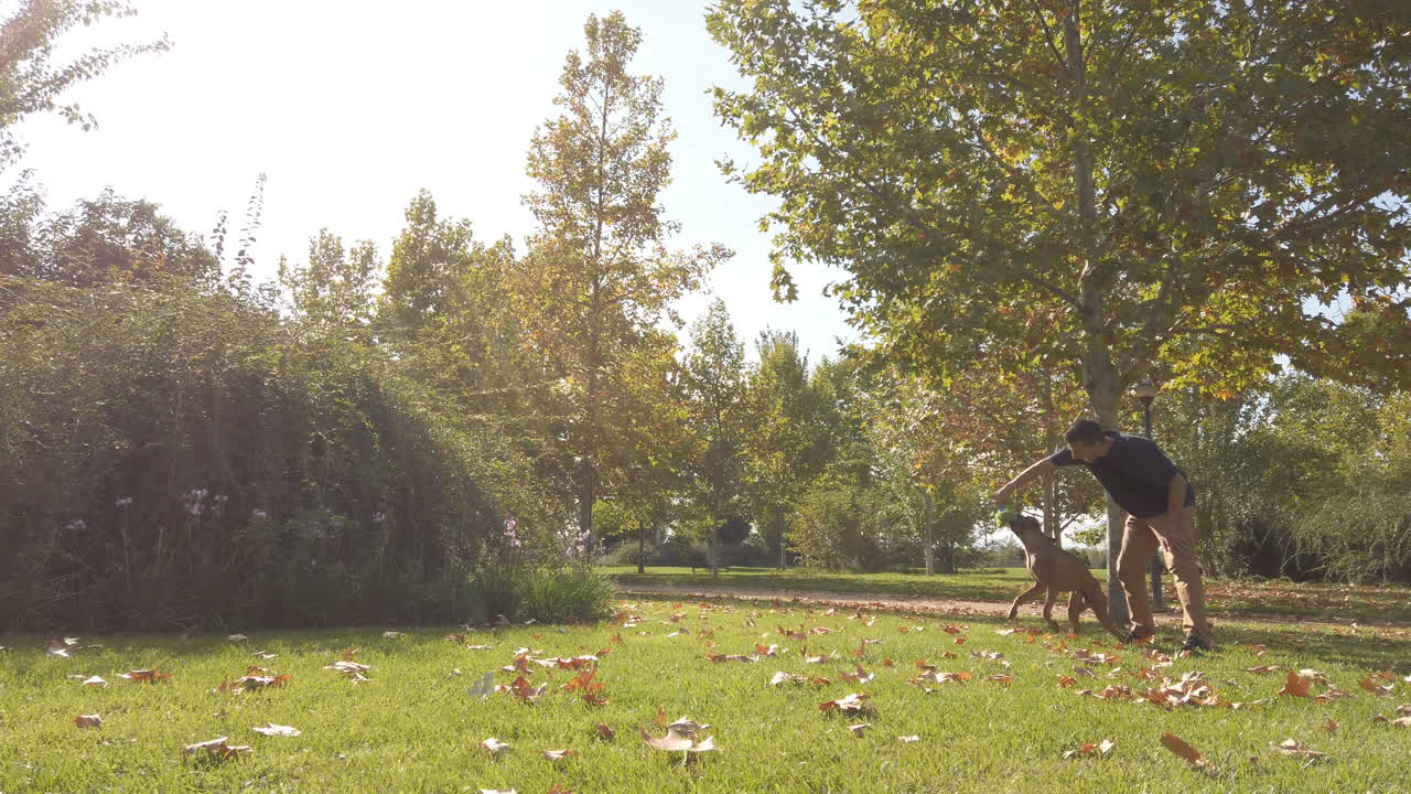 Young man playing and training with a dog. Brown boxer dog