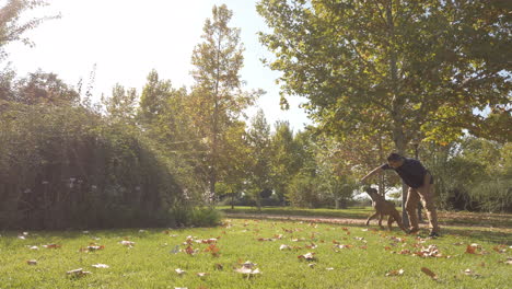 young man playing and training with a dog. brown boxer dog