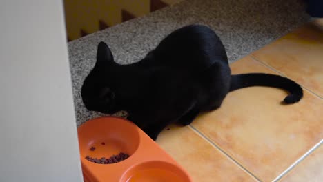 black cat eating. black cat sitted