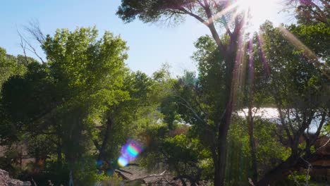 Trees-by-river-on-sunny-day