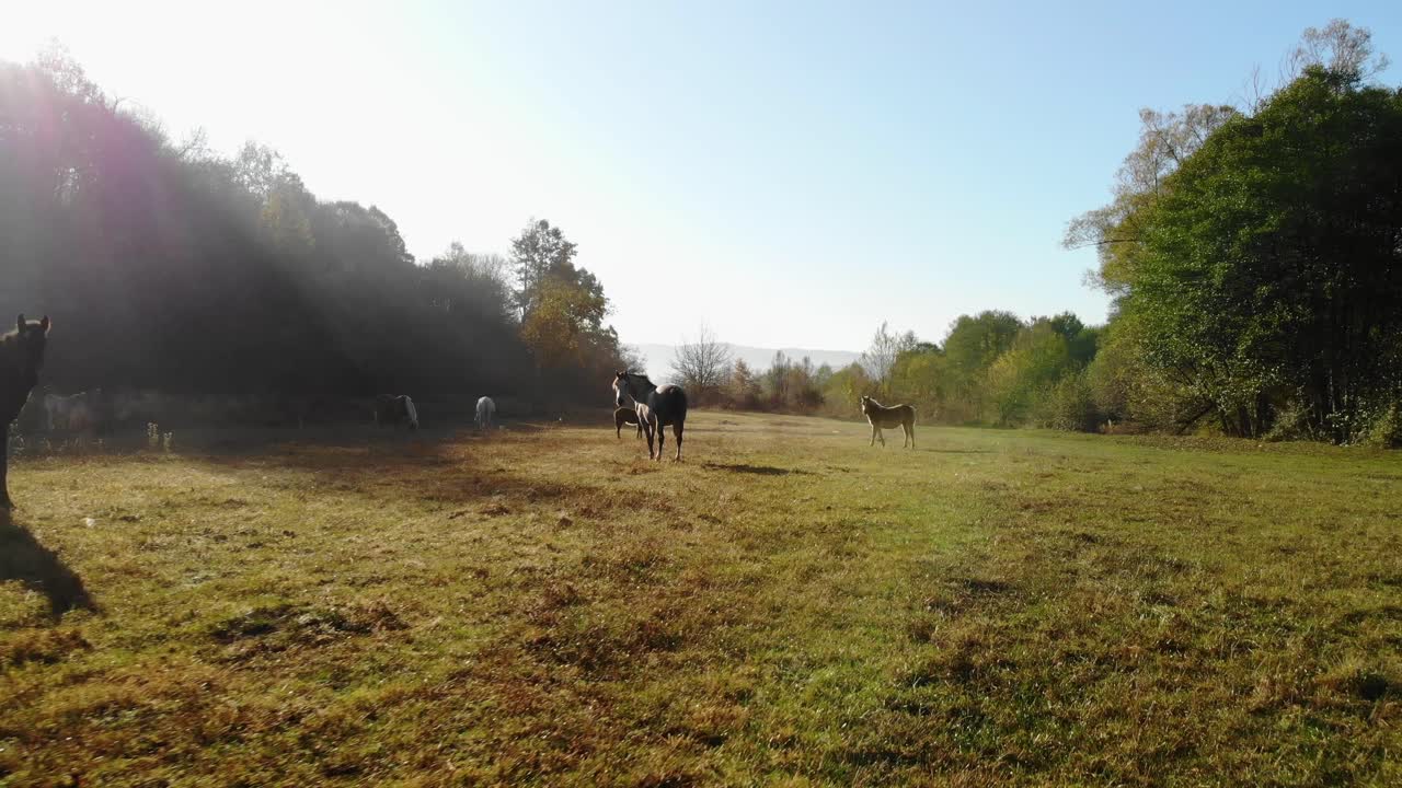 Aerial shot descending on a field with horses at morning