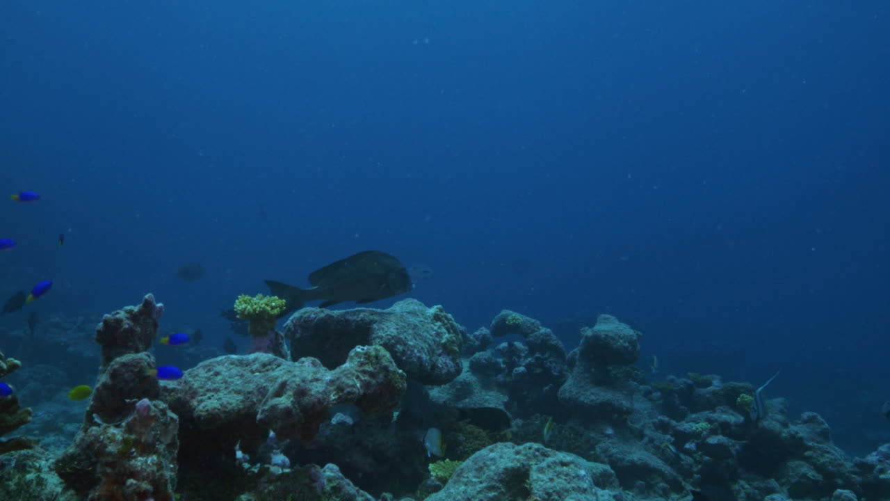 un increíble paisaje submarino con un enorme pez descansando pacíficamente contra la corriente oceánica y rodeado de pequeños peces de arrecife