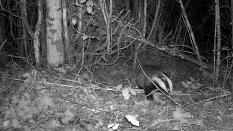 european badger (meles meles) examines scent marks in the forest at night. estonia.