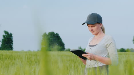 Woman-Farmer-With-Tablet-In-Hand-Stands-On-Green-Wheat-Field