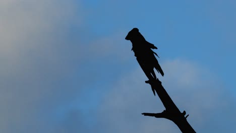 yellow-tailed black cockatoo resting on stag branch silhouetted against blue hour sky, scratching, flying, side view, illawarra, nsw, australia, 4k 60fps