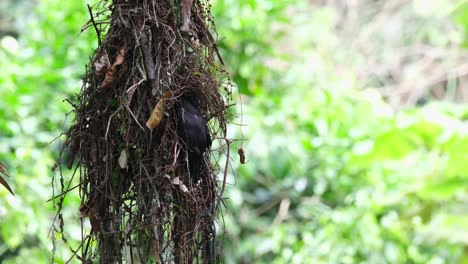 Seen-perched-on-the-mouth-of-its-nest-swinging-around,-Dusky-Broadbill-Corydon-sumatranus,-Thailand