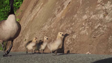 Patos-De-Gansos-De-Canadá-Y-Su-Madre-Ganso-Pasando-Lentamente-Frente-A-La-Cámara