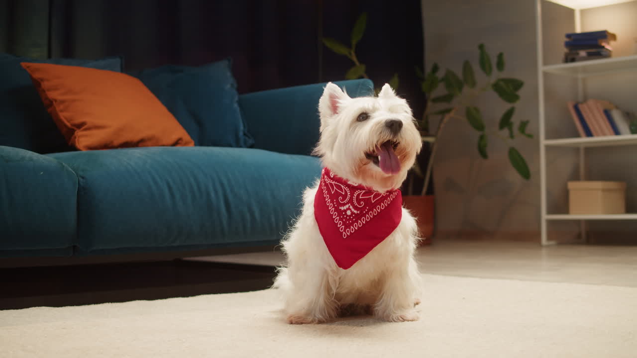 Cute West Highland White Terrier dog wearing a red bandana sitting in a living room