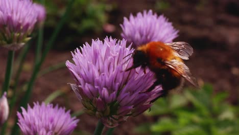 bumblebee on a chive flower