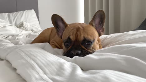 close up of a domestic dog resting on a bed inside a modern house flat apartment