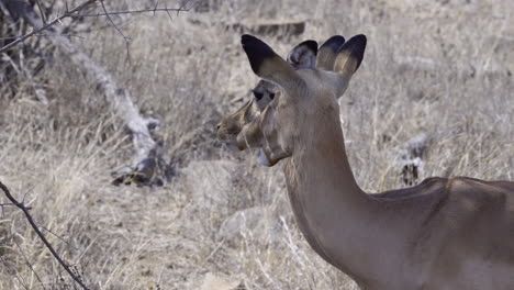 primer plano de impala o rooibok de dos hembras rumiando mientras están de pie a la sombra, cámara lenta