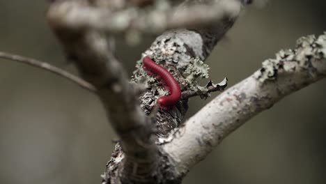 Macro:-Red-Millipede-antennae-explore-Africa-tree-branch-in-shade