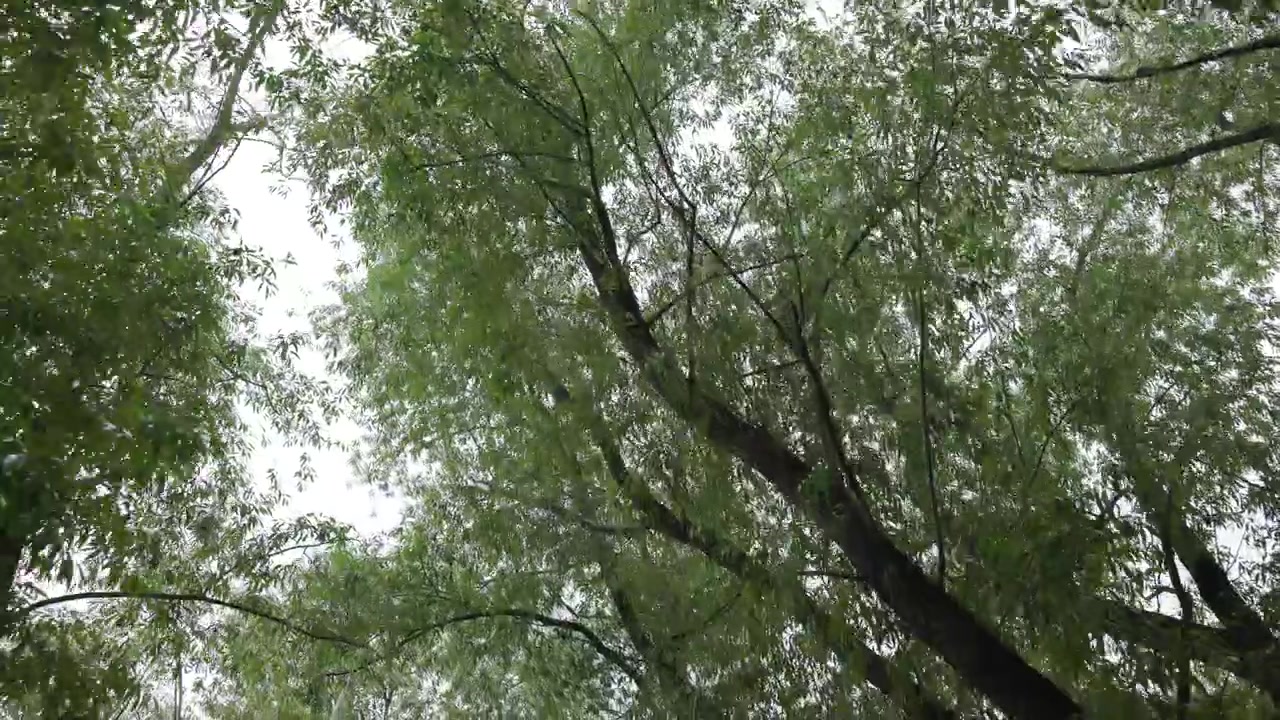 仰視茂密落葉樹冠下，可見多個深色樹幹、彎曲纖細的樹枝、中綠色樹葉，伴隨柔和陰天逆光、層次豐富的林地紋理及寧靜的戶外背景。