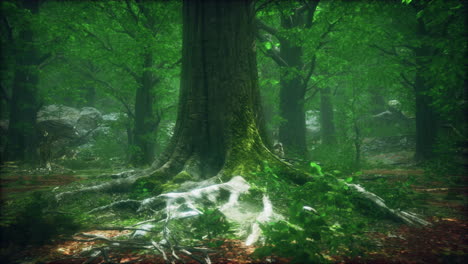 dark forest with moss and sun rays shining trough