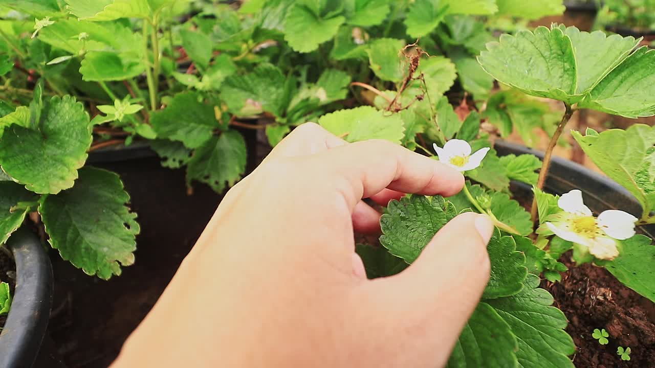 Gardener inspecting the leaves of organically grown strawberry plants planted in pots in an urban garden showing the concept of growing your own food and sustainability