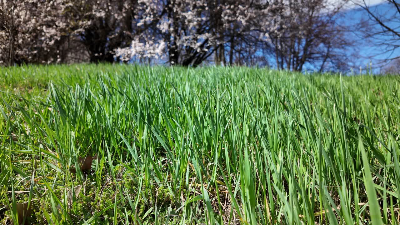 Fresh green grass in springtime sunlight