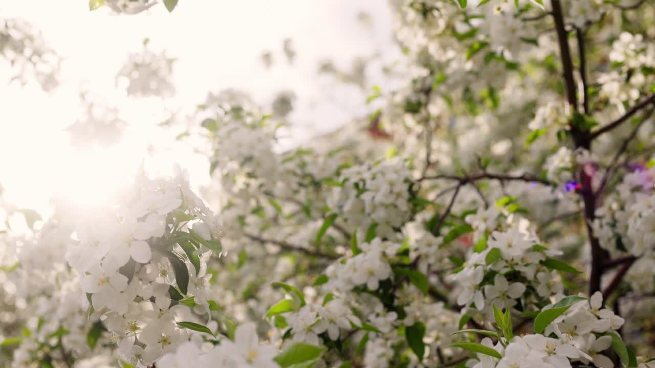 árbol de manzana en flor en primavera