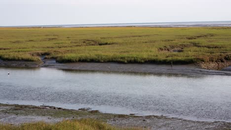 A-moving-shot-of-a-sea-channel-and-a-heron-looking-for-a-fish-in-water-,-swampy-green-meadow,-Dundalk,-Ireland