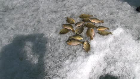 fresh live fish flopping on heap of ice