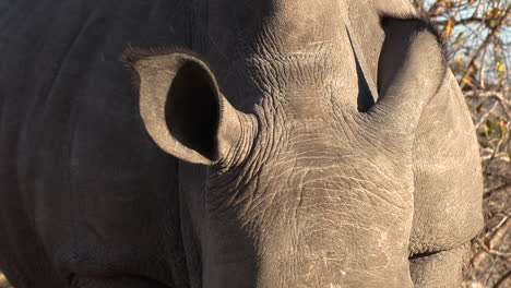 Close-up-handheld-shot-of-white-rhino-ears,-Africa