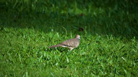 Zebra-Dove-or-Barred-Dove-Walking-on-Green-Grass---following-shot