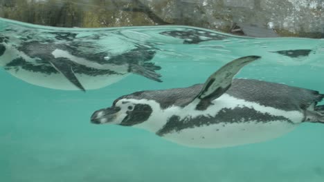 slow motion closup of penguin swimming in pool in zoo enclosure