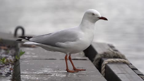 this footage is featuring the silver gull also known as sea gull which is common throughout australia