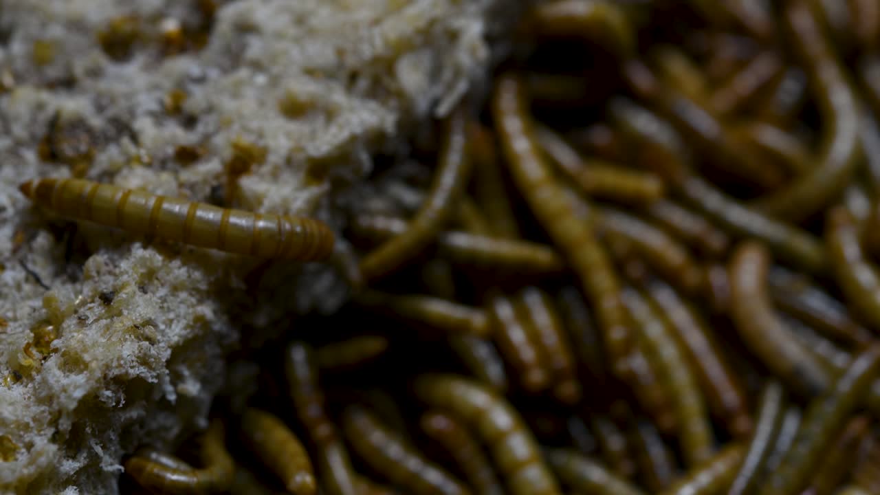 el gusano de la harina es una especie de escarabajo oscuro que se usa para alimentar mascotas como peces, serpientes, pájaros y ranas