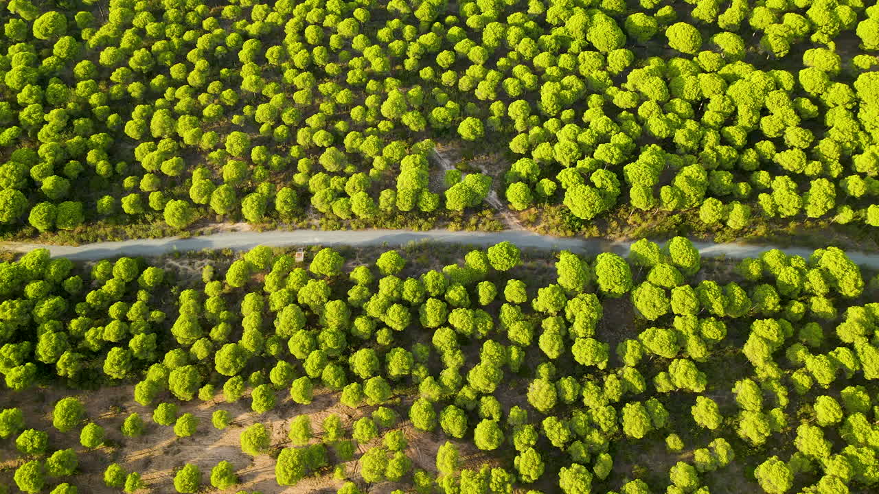 vuelo lateral a lo largo de la carretera a través del bosque de pino piñonero de cartaya en huelva, andalucía, españa - vista aérea de arriba hacia abajo