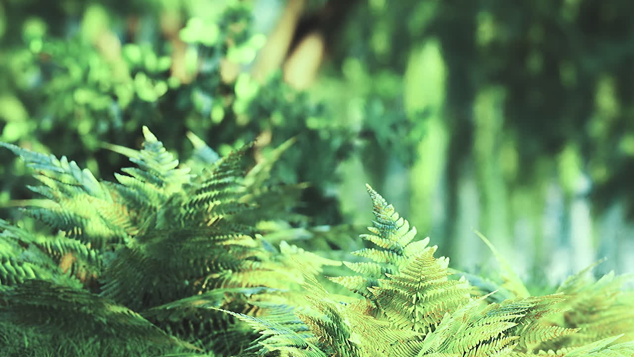 Lush green ferns thrive under the warm sunlight in a tranquil forest