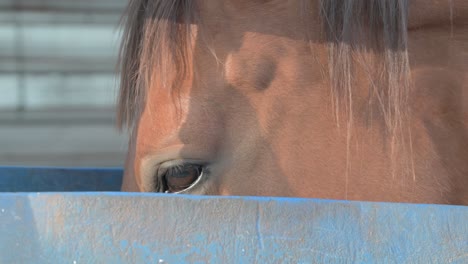 primer plano de un caballo marrón bebiendo agua de un tambor azul