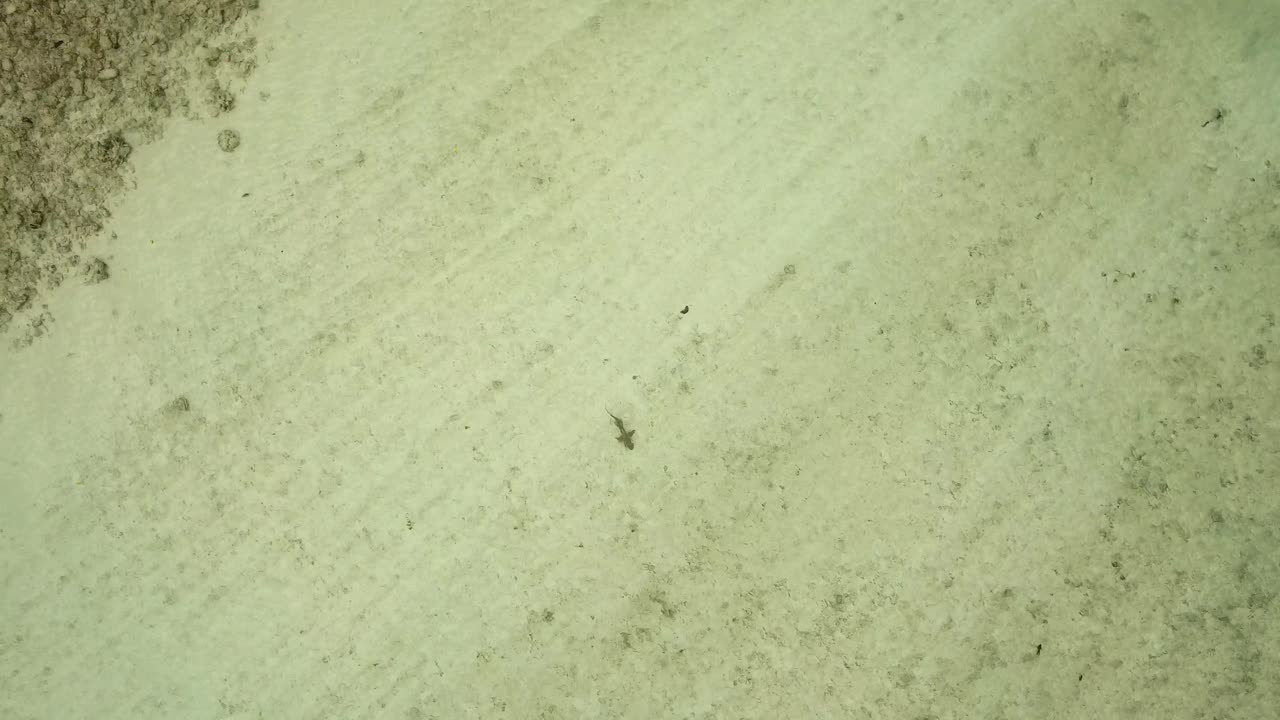 imágenes de drones de un tiburón en la isla de cocos, australia