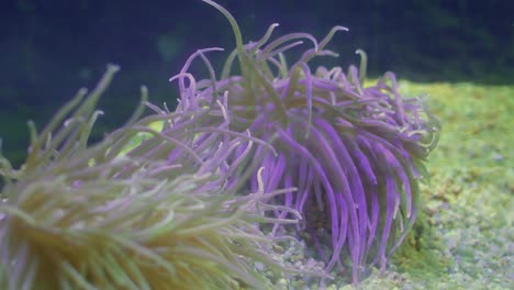 view of a pair of common sea anemones