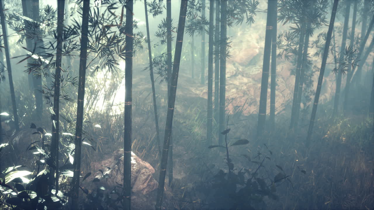 아침 안개 속의 대나무 녹색 숲