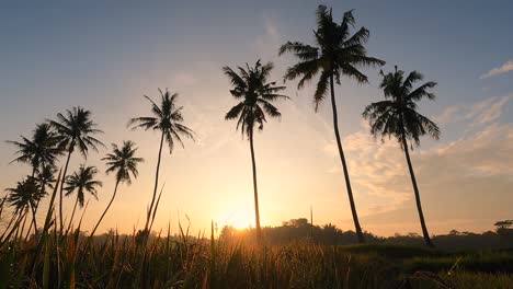 Timelapse,-Amanecer-Con-Hermosa-Vista-De-árbol-De-Coco