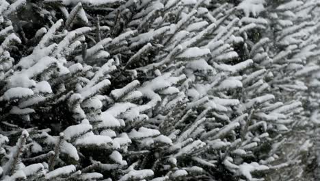 close up side view slow motion snow covered needle trees with snow falling through frame