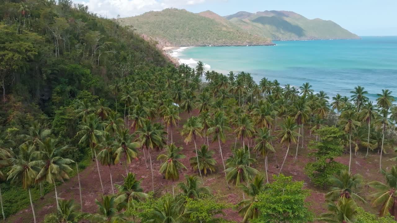 vista aérea: plantación de palmeras con la hermosa costa de playa el valle con el mar turquesa del caribe durante la luz del sol