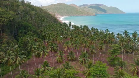 Aerial-view:-Palm-Tree-Plantaiton-with-beautiful-coastline-of-Playa-el-Valle-with-turquoise-Caribbean-Sea-during-sunlight