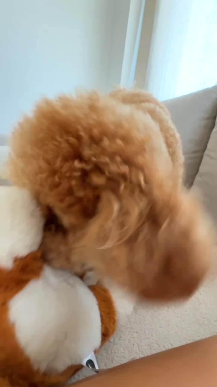 Poodle Playing with a Plush Toy on a Sofa