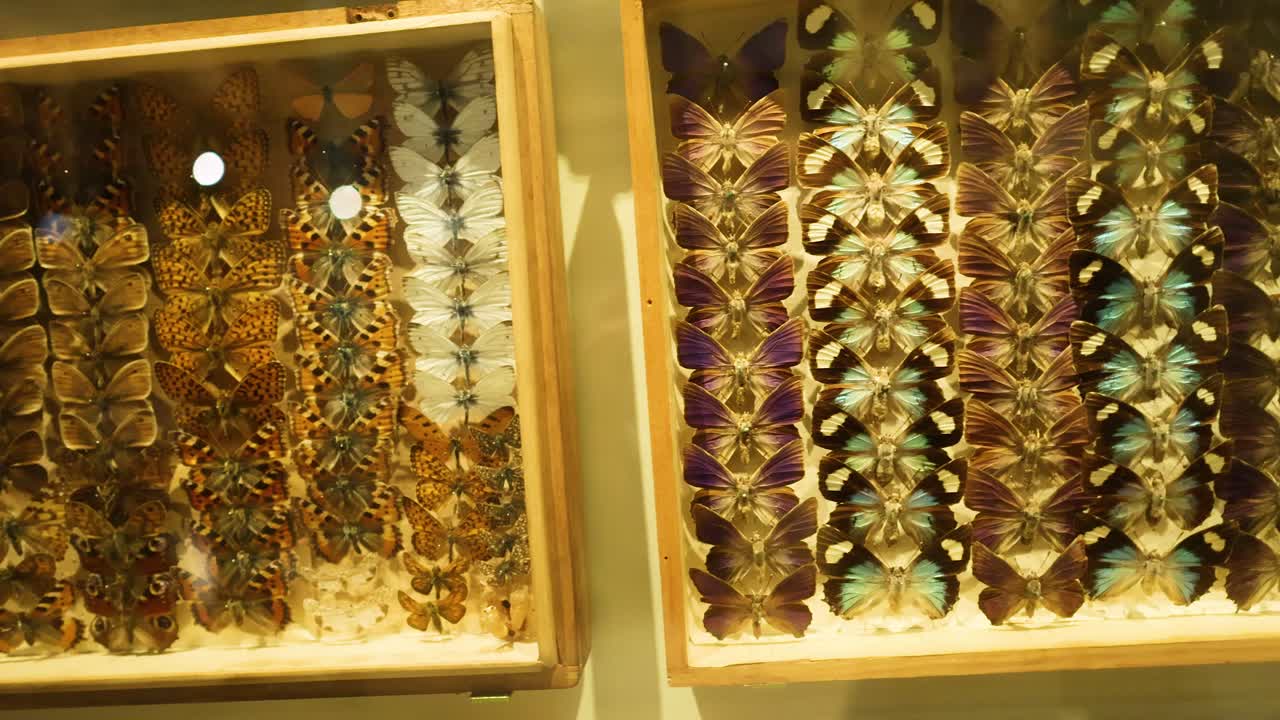 A detailed view of a butterfly collection in Melbourne, showcasing diverse species in wooden frames under warm lighting