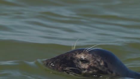 Un-Primer-Plano-De-Una-Foca-Marina-Nadando-Cerca-De-La-Isla-De-Texel,-Países-Bajos