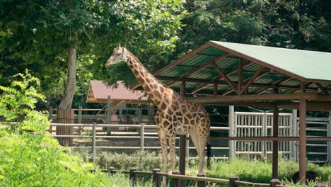 Jirafa-En-El-Zoológico-Del-Gran-Parque-De-Seúl,-Corea-Del-Sur