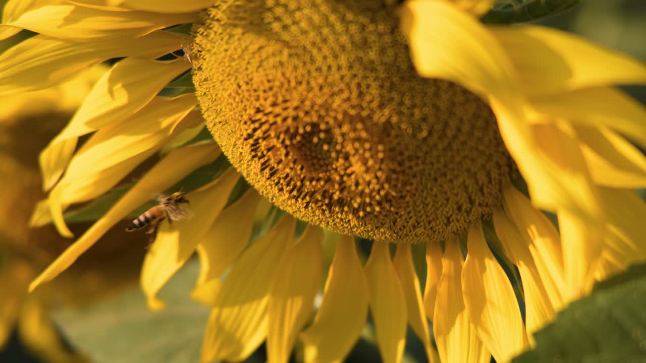 Macro di un'ape che raccoglie il nettare da un vivace girasole giallo alla luce del sole