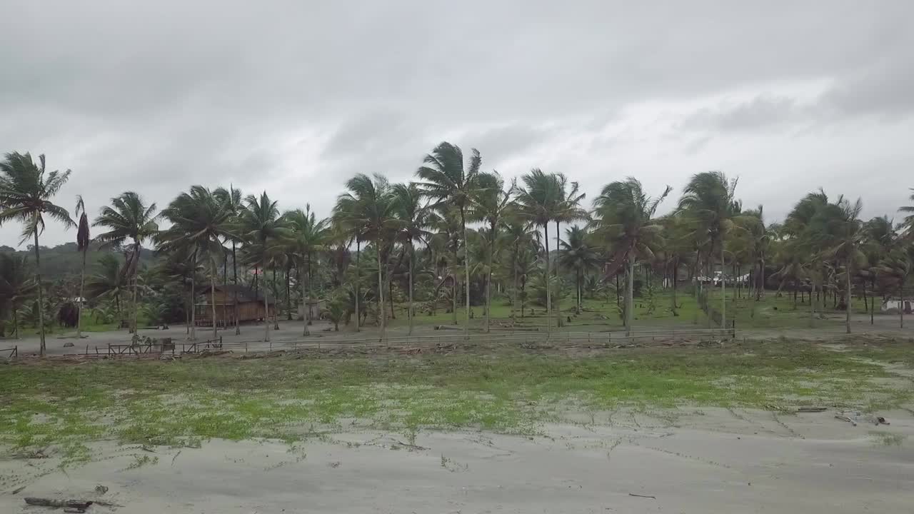 바람 부는 날 바다 해안선 근처의 장엄한 야자수 숲, 공중 드론 샷