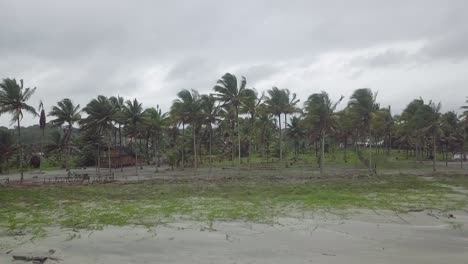 Majestuoso-Bosque-De-Palmeras-Cerca-De-La-Costa-Del-Océano-En-Un-Día-Ventoso,-Toma-Aérea-De-Drones