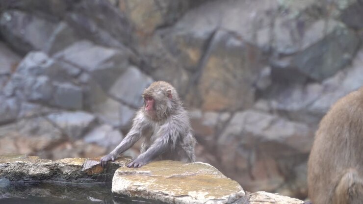 Giovane macaco giapponese, conosciuto anche come scimmia delle nevi, che osserva l'ambiente circostante mentre è seduto su una roccia vicino all'acqua a Nagano, Giappone - Primo piano