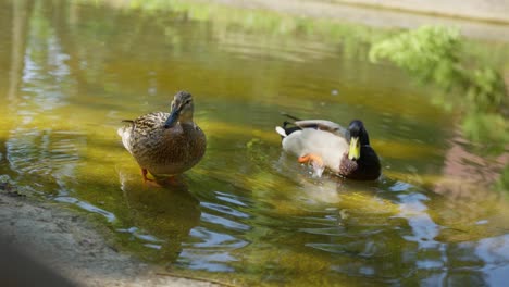 Ein-Entenpaar-Entspannt-Sich-In-Einer-Pfütze-Und-Genießt-Das-Warme-Wasser-In-Zeitlupe-Aus-Nächster-Nähe